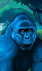 Congo Cash XL
